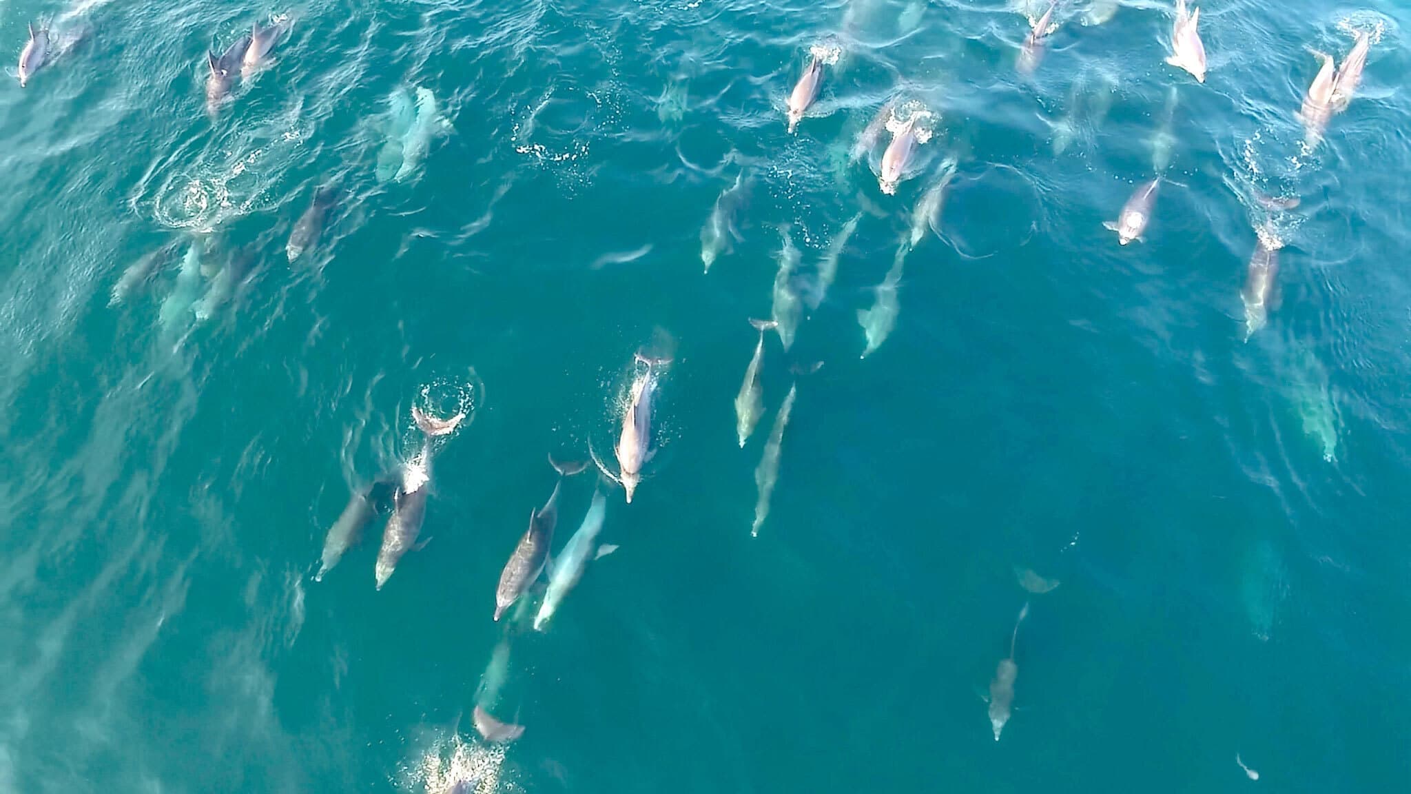 マルコイルカウォッチング